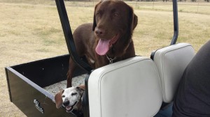 golf cart happy
