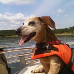 boat dog